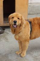 Niche pour chien à installer à l'extérieur